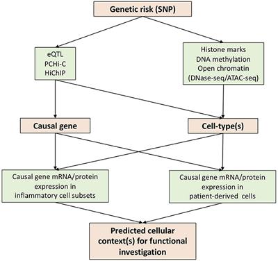 From the Genetics of Ankylosing Spondylitis to New Biology and Drug Target Discovery